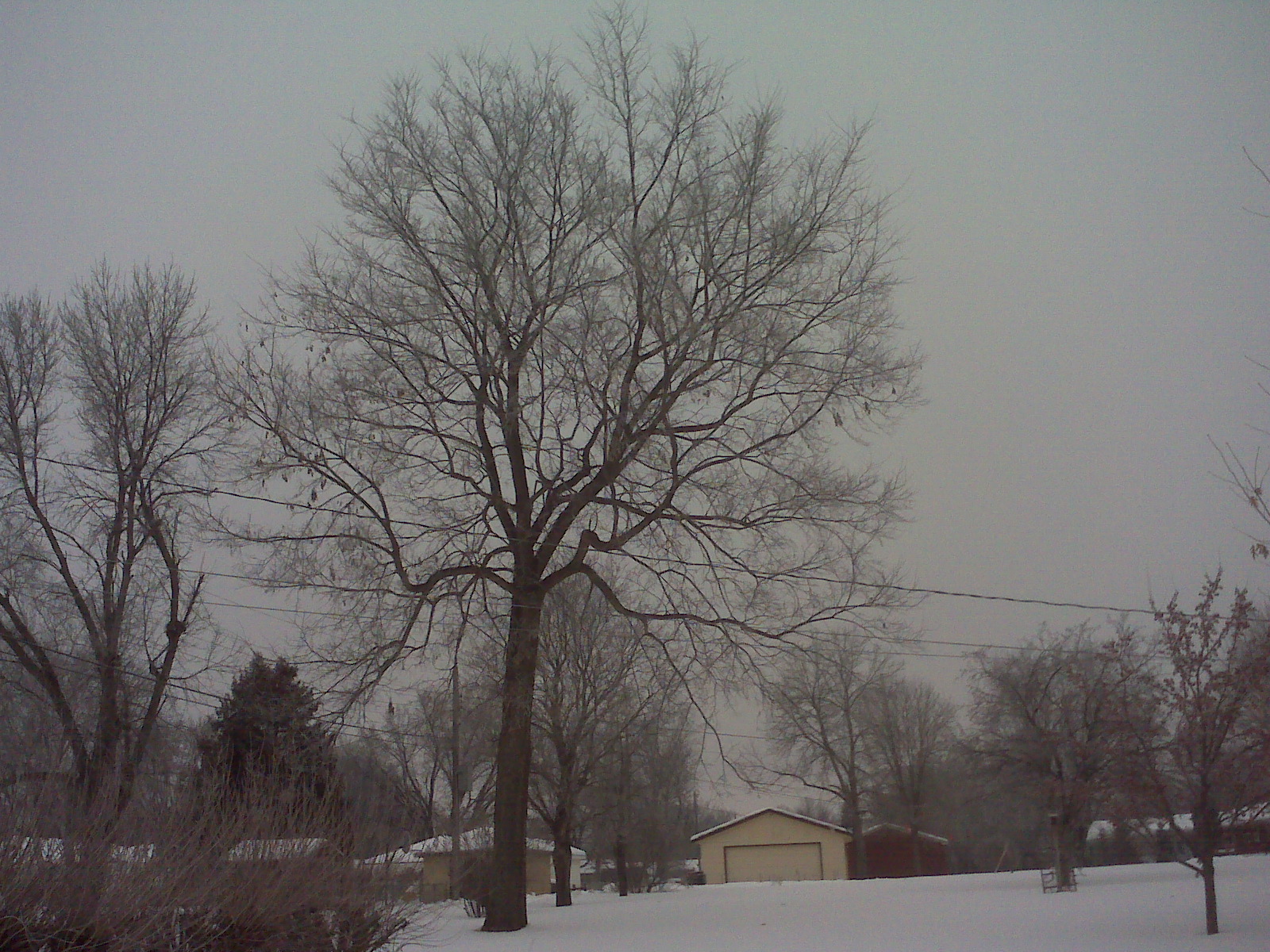 When is the best time to trim trees?