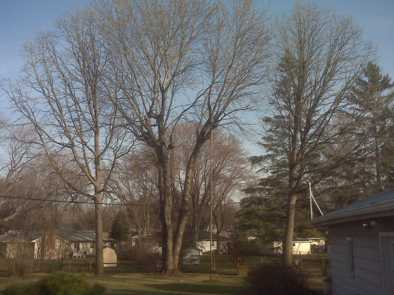 Tree Removal Bloomington, MN