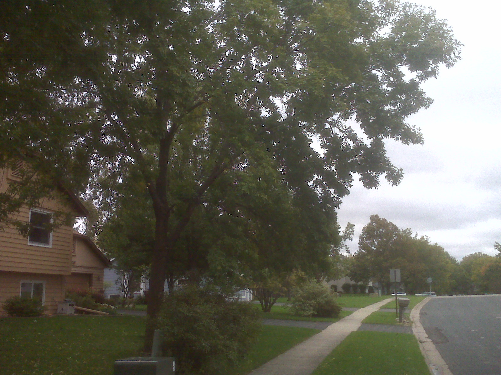 Brookeville MD tree removal service bloomington mn,