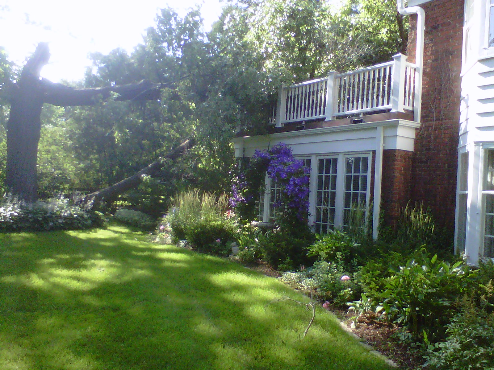 Tree on House Edina, MN