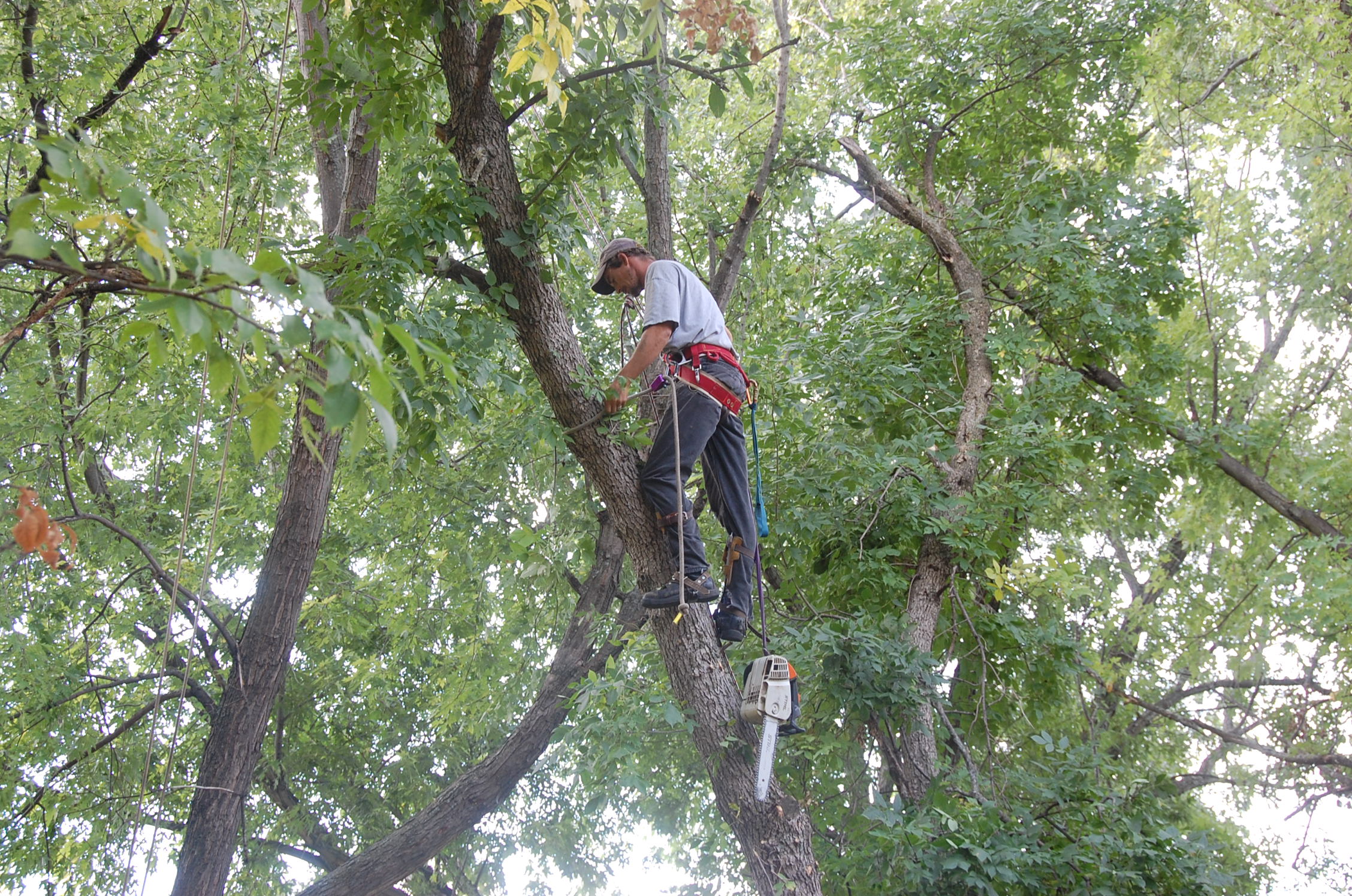 Tree Removal Burnsville, MN