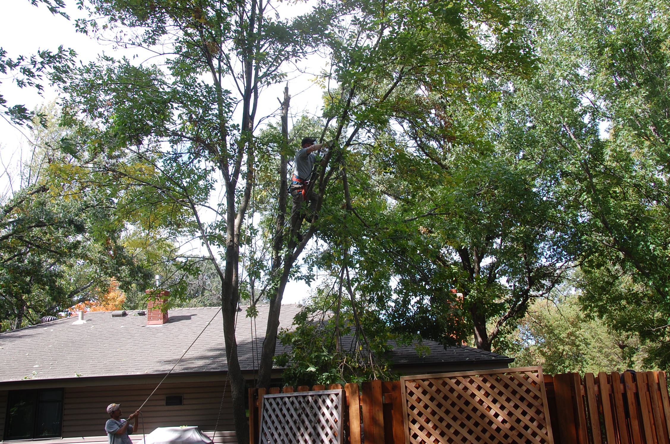 Tree Removal Burnsville, MN