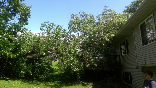 Tree on house Eagan, MN