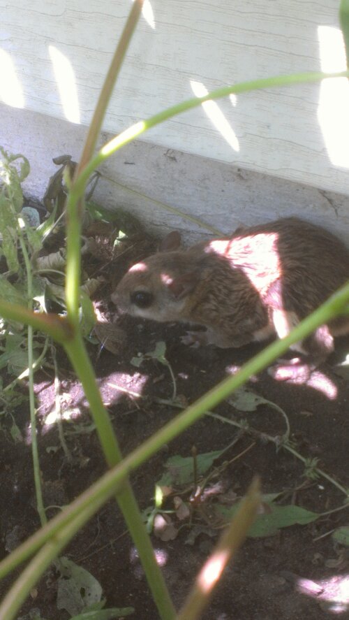 Tree removal/ relocation of indeginous species